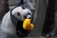 Chongqing Zoo Giant Panda