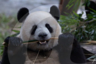 Chongqing Zoo Giant Panda