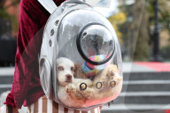 Washington Square Park Halloween Dog Parade