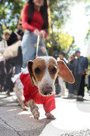 Washington Square Park Halloween Dog Parade