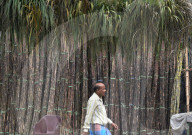 Preparation For Chhath Puja In Kolkata, India.
