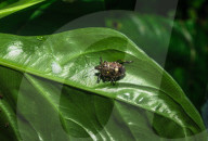 Dalpada Oculata - Stink Bug - Hemiptera - True Bugs - Animal India 