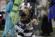 Frisco's Annual Howl-O-Ween Dog Costume Contest