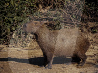 Animals Of The Brazilian Pantanal