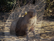 Animals Of The Brazilian Pantanal