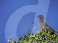 Animals Of The Brazilian Pantanal