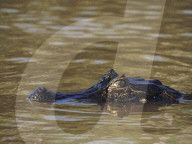 Animals Of The Brazilian Pantanal