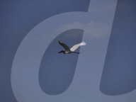 Animals Of The Brazilian Pantanal