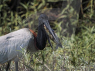 Animals Of The Brazilian Pantanal