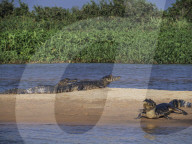 Animals Of The Brazilian Pantanal