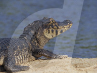 Animals Of The Brazilian Pantanal