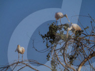 Animals Of The Brazilian Pantanal