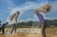 Rice Harvest Started In Senapati, Manipur India