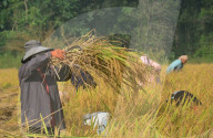 Rice Harvest Started In Senapati, Manipur India