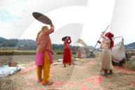 Nepali Farmers Harvest Golden Paddy