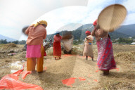 Nepali- Farmers- Harvest- Paddy 