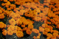 Mega Ofrenda At Zocalo In Mexico City