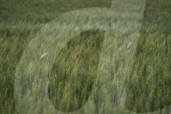 A Wheat Field In Firmat, Argentina.