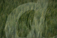 A Wheat Field In Firmat, Argentina.