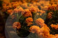 Sale Of Cempasuchil Flowers And Cardboard For The Day Of The Dead