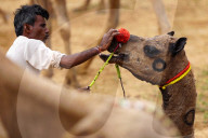 Annual Camel Fair At Pushkar