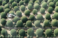 Blooming Spherical Osmanthus trees 