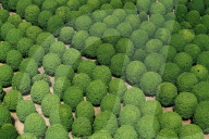 Blooming Spherical Osmanthus trees 