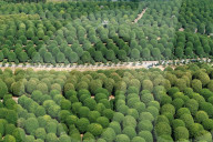 Blooming Spherical Osmanthus trees 