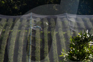 Bitter fruit: the dark underside of the booming NSW blueberry industry