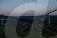 Bitter fruit: the dark underside of the booming NSW blueberry industry