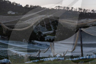 Bitter fruit: the dark underside of the booming NSW blueberry industry