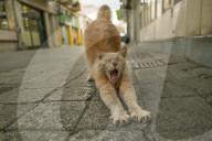 Walking The Divide: Nicosia, The World’s Last Divided Capital