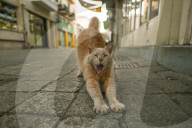 Walking The Divide: Nicosia, The World’s Last Divided Capital