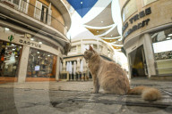 Walking The Divide: Nicosia, The World’s Last Divided Capital