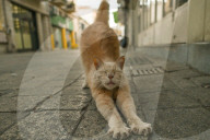 Walking The Divide: Nicosia, The World’s Last Divided Capital