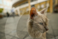 Walking The Divide: Nicosia, The World’s Last Divided Capital