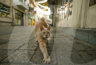 Walking The Divide: Nicosia, The World’s Last Divided Capital