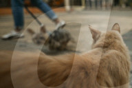 Walking The Divide: Nicosia, The World’s Last Divided Capital