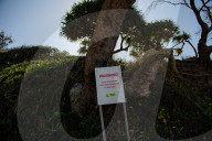 Bitter fruit: the dark underside of the booming NSW blueberry industry