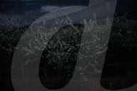 Bitter fruit: the dark underside of the booming NSW blueberry industry