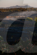 Bitter fruit: the dark underside of the booming NSW blueberry industry