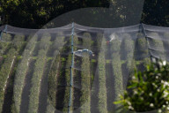Bitter fruit: the dark underside of the booming NSW blueberry industry
