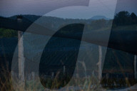 Bitter fruit: the dark underside of the booming NSW blueberry industry