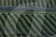 Bitter fruit: the dark underside of the booming NSW blueberry industry