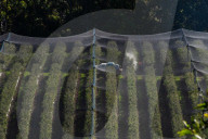 Bitter fruit: the dark underside of the booming NSW blueberry industry