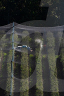 Bitter fruit: the dark underside of the booming NSW blueberry industry