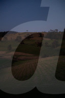 Bitter fruit: the dark underside of the booming NSW blueberry industry