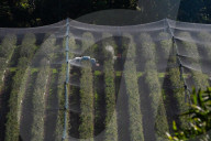 Bitter fruit: the dark underside of the booming NSW blueberry industry