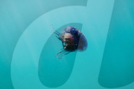 Seals, puffins and sunshine: snorkelling trip to remote British island gives young carers a taste of the sea.
