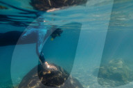 Seals, puffins and sunshine: snorkelling trip to remote British island gives young carers a taste of the sea.